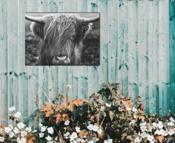 Hooglander foto tuinposter