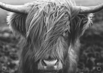 Tuinposter hooglander